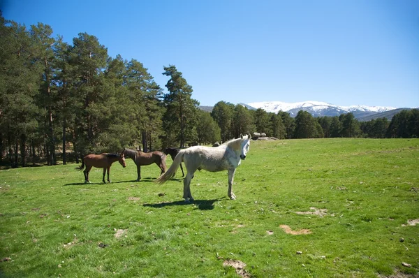 Vier Pferde — Stockfoto