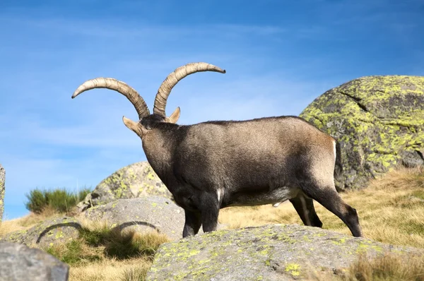 Back head of goat — Stock Photo, Image