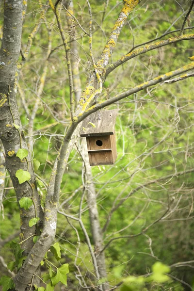 새의 집 — 스톡 사진