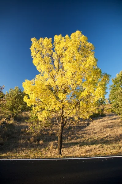 Tmavý asfalt žlutá strom — Stock fotografie