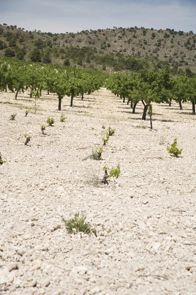 Feldweinpflanzen in Spanien — Stockfoto