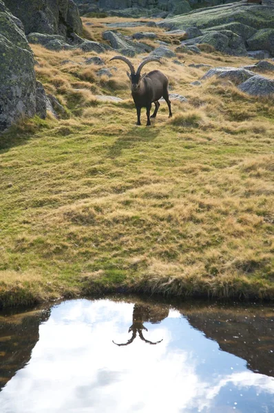 Goat reflects on lake — Stock Photo, Image