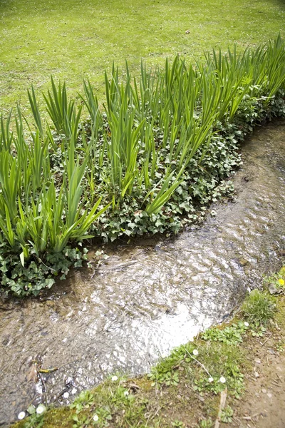Feuilles vertes dans la rivière — Photo