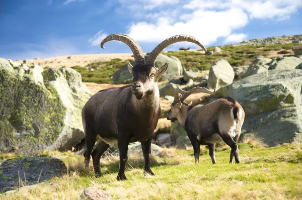 Couple of adult goas — Stock Photo, Image
