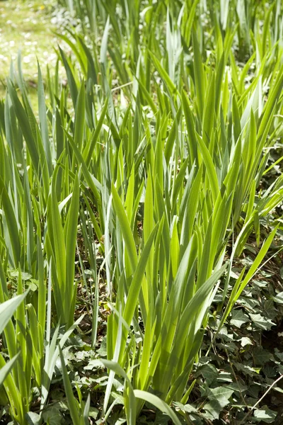 stock image Green leafs