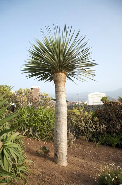 Kanaryjskie palmy — Zdjęcie stockowe