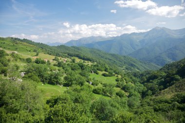 Forest in Cantabrian mountains clipart