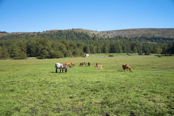 Horses grazing in gredos meadow — Stock Photo, Image
