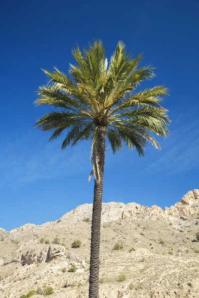 Пальма с синим небом — стоковое фото