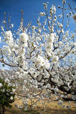 White tree flowers clipart