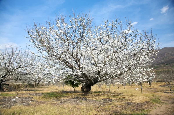 White almond tree — Stock Photo, Image