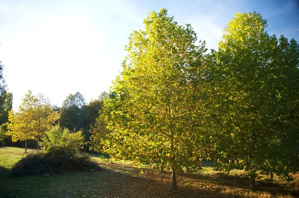 Дерева на осінь — стокове фото