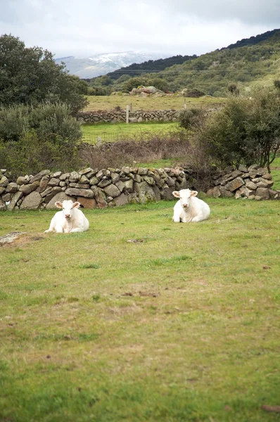 Две коровы — стоковое фото