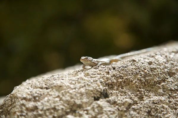 Assistindo lagarto — Fotografia de Stock