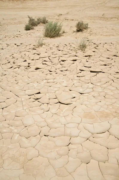 가뭄 및 식물 — 스톡 사진