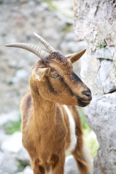Goat at Gorge of River Cares — Stock Photo, Image