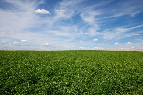 Groen veld blauw bewolkte hemel — Stockfoto