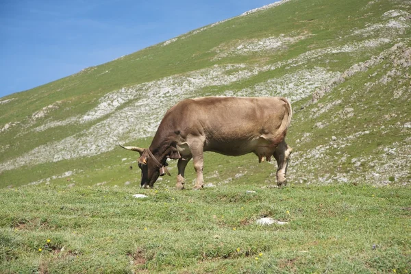 Cantabria vadisinde otlayan hayvan — Stok fotoğraf
