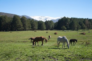 İspanyol atlara gredos dağlar