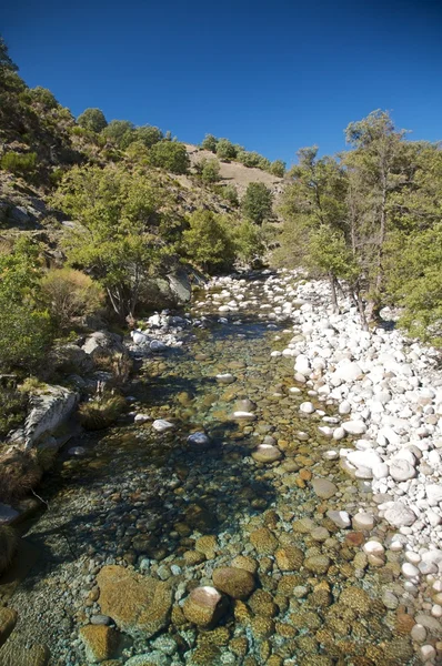 Rzeka pełna skałdolycoris baccarum — Zdjęcie stockowe