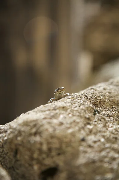 Rosto de lagarto pequeno — Fotografia de Stock