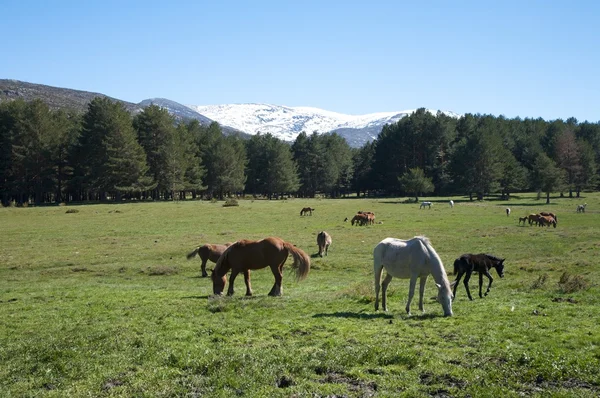 Cavalos espanhóis em gredos montanhas — Fotografia de Stock