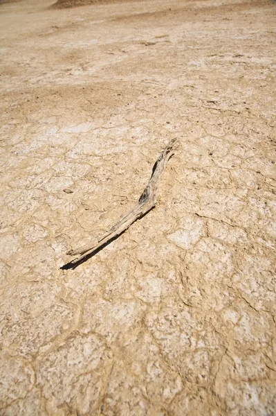 Bâton sur le désert — Photo