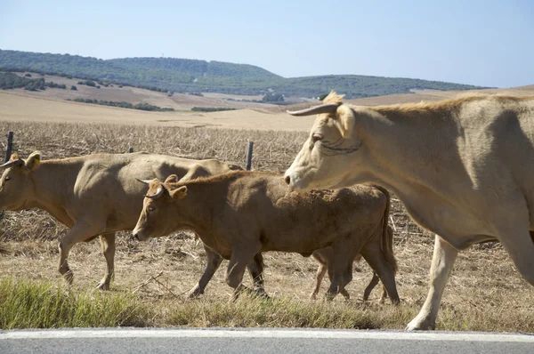 Tre mucche marroni — Foto Stock