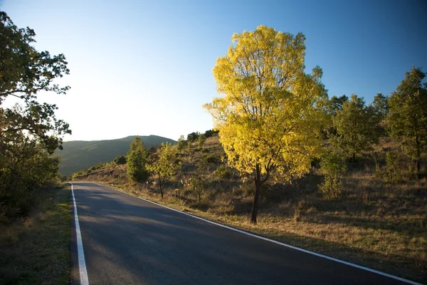 Темна дорога жовте дерево — стокове фото