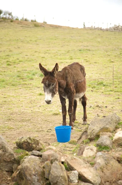 Donkey with blue cube — Stock Photo, Image