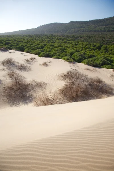 Sabbia sulla foresta — Foto Stock