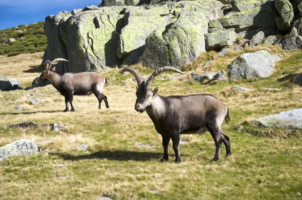Due capre spagnole — Foto Stock