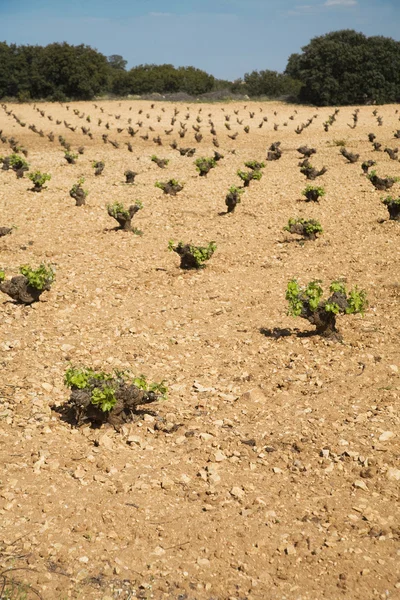 Wijnstok plant veld — Stockfoto
