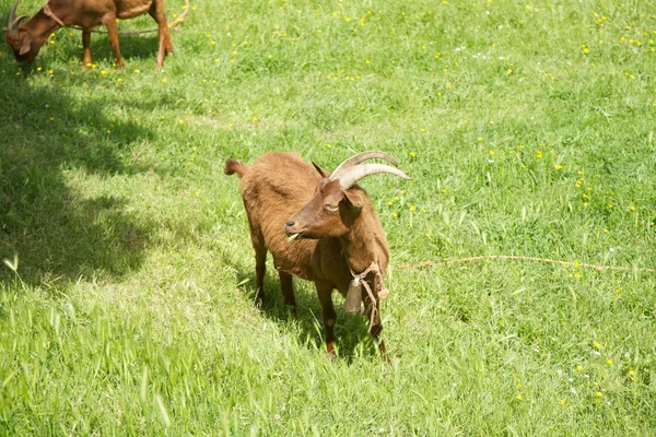 Goat eating in Asturias — Stock Photo, Image
