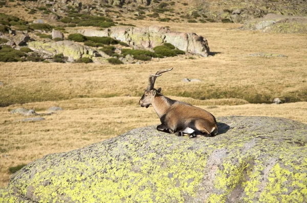 Cabra descansando sobre rocha — Fotografia de Stock