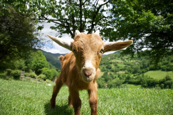Goat staring in Asturias — Stock Photo, Image