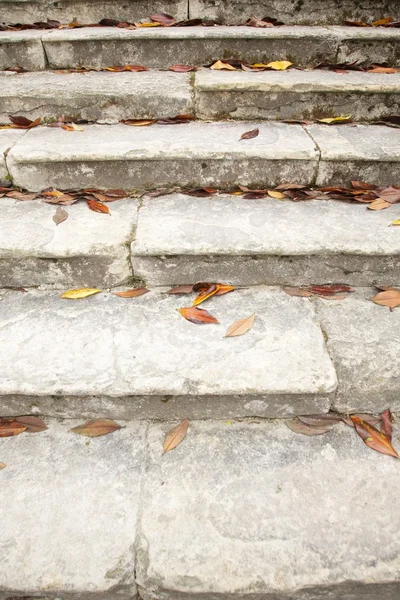 Листя на старих сходах — стокове фото