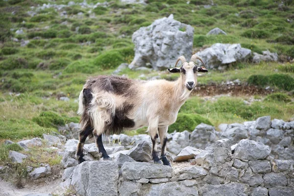 Seite Ziege in asturien — Stockfoto