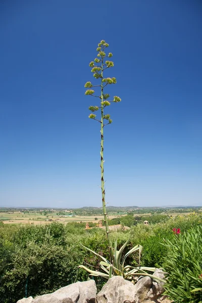 Grande plante verte au paysage de Gérone — Photo