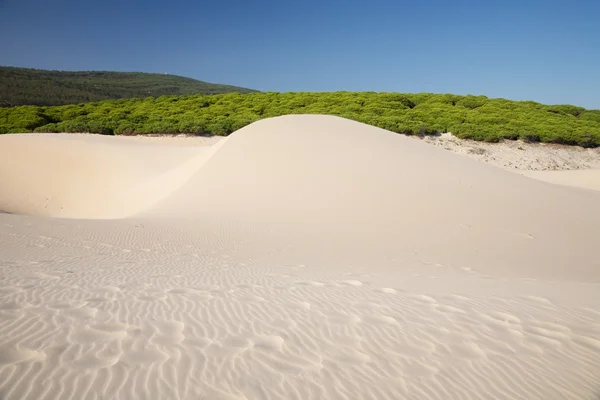 Dune ve orman — Stok fotoğraf