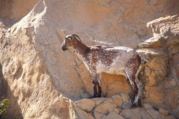 Сторона козы на скале — стоковое фото