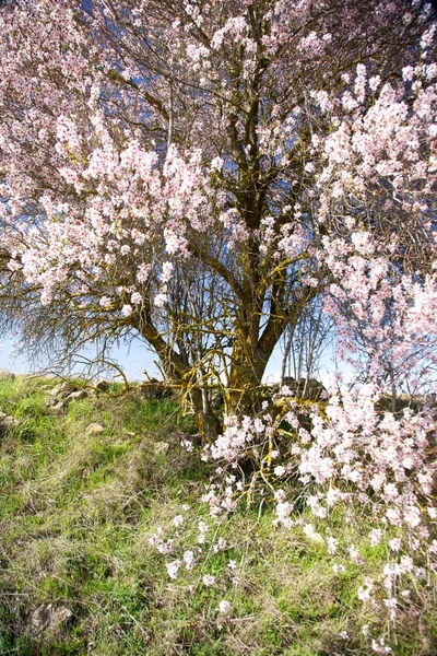 White and pink flowers tree — Stock Photo, Image