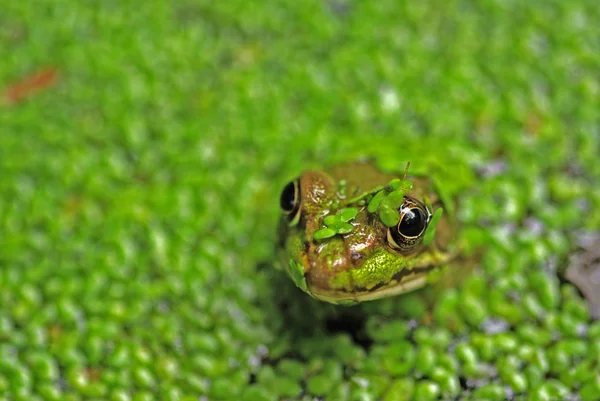 stock image Frog in Pond