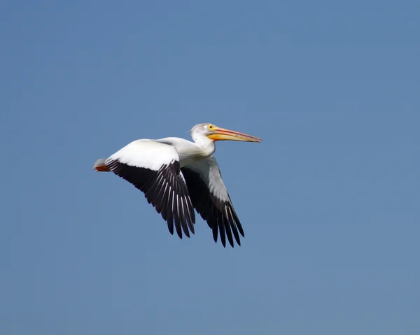 stock image Pelican