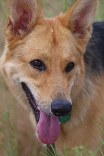 Alman çoban köpeği