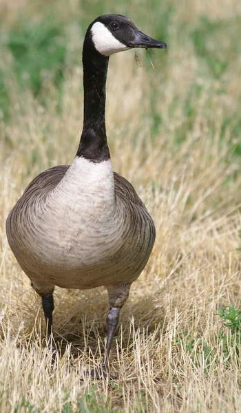 Goose in Colorado Royalty Free Stock Photos