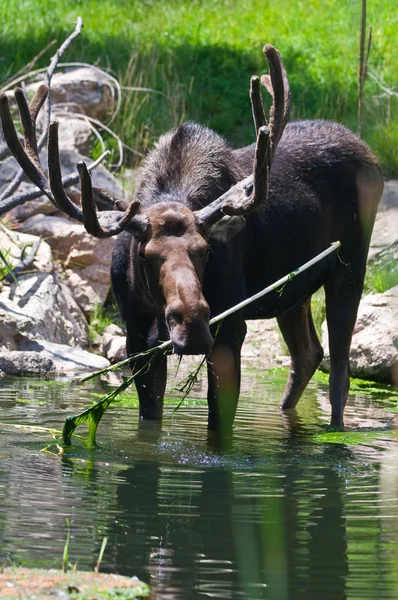 Bull Moose — Stock Photo, Image