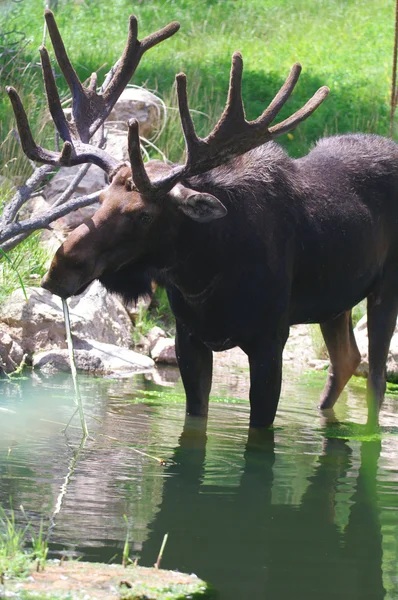 Bull Moose Stock Image