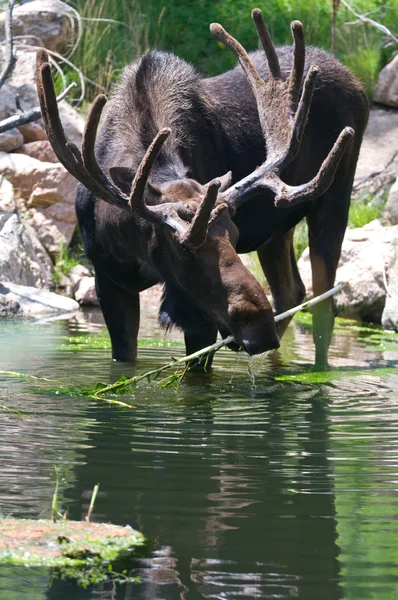 Bull Moose Royalty Free Stock Images