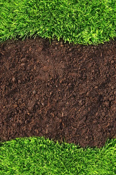 Здоровая трава и почва — стоковое фото